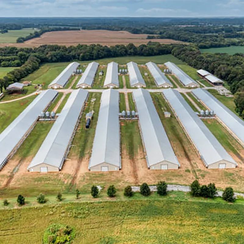 Más Eficiencia y Bienestar en Granjas Avícolas y Porcinas